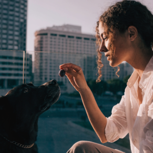dog vaccination and checkup Dubai