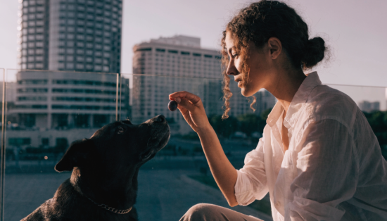 dog vaccination and checkup Dubai