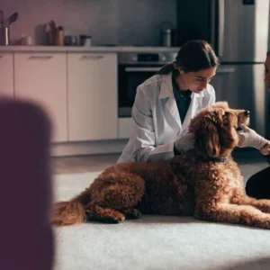home vet visit dubai