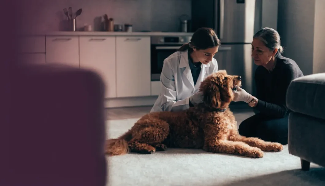 home vet visit dubai
