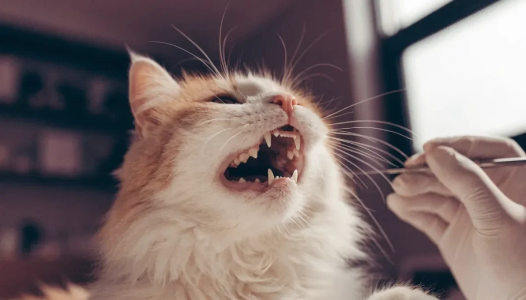 cat dental cleaning dubai