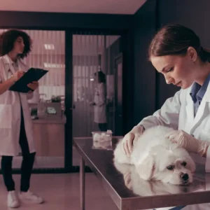 Veterinary Clinic Al Furjan